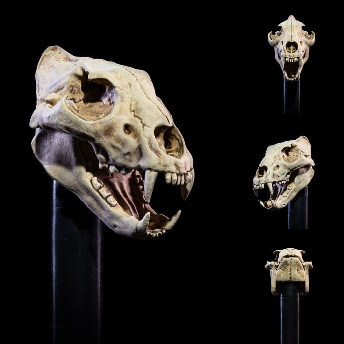 Mythic Legions Sir Enoch | All-Stars 6 | Four Horsemen