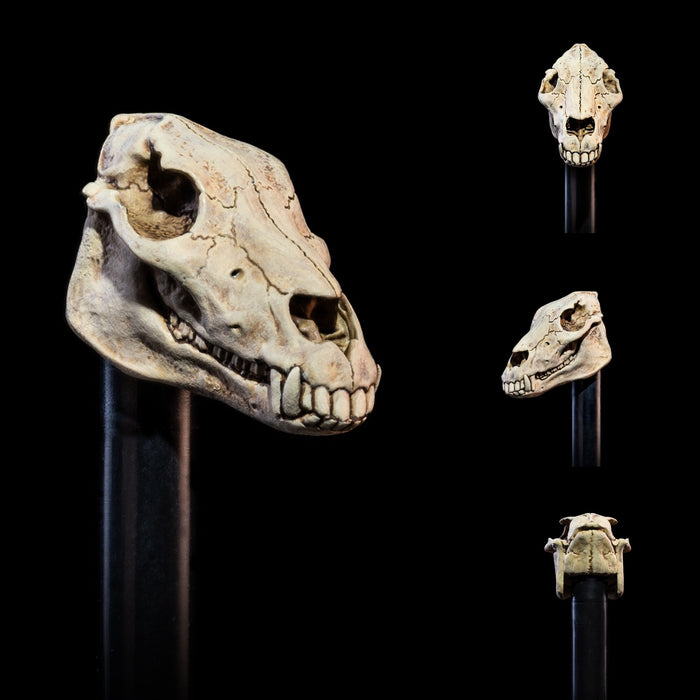 Mythic Legions Sir Enoch | All-Stars 6 | Four Horsemen